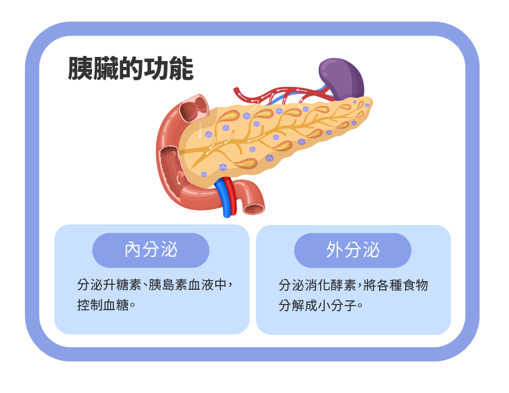 Aug.2024.彭正明醫師-胰臟診療室-胰臟爲什麽會生病-02