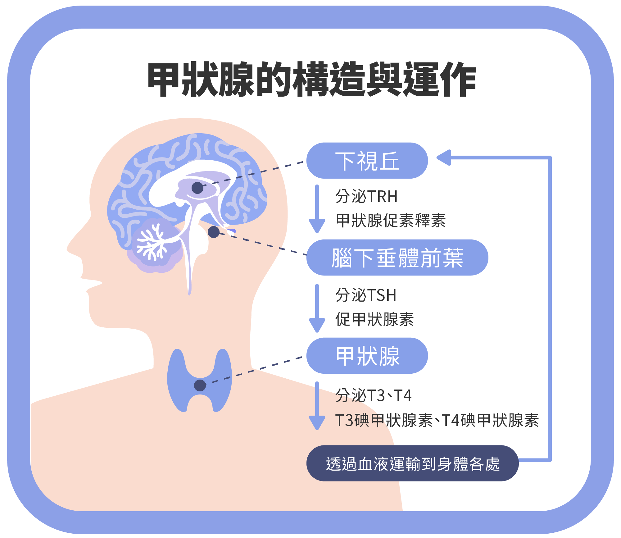 Dec.2024-甲狀腺癌指南 Part 1｜如何識別甲狀腺癌的早期症狀：頸部腫塊、聲音沙啞與其他警訊-02